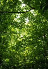 Fototapeta premium 新緑が輝く森、木漏れ日差し込む緑豊かな空間が広がる