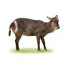 Fototapeta premium Side profile of a female waterbuck standing on grass, isolated on white background