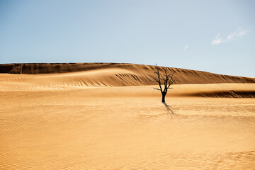 West Cape Yorke Peninsula Australia, golden sand dunes and dead tree