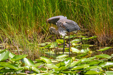Great Blue Heron Stretching Wing in Everglades Wetland