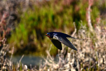 Rauchschwalbe //  Barn Swallow (Hirundo rustica)