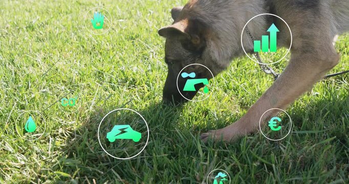 After approaching grass patch, dog sniffing grass, icons rotating around muzzle to depict eco data