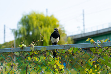 Magpie