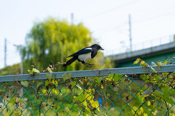Magpie
