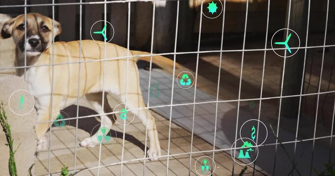 On playback starting dog behind mesh fence sniffing eco icons swirling fading signaling eco impact