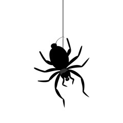 the-black-spider-descends-and-ascends-on-a-rope--t