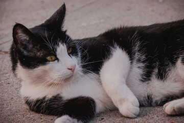 black and white cat