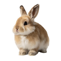 Obraz premium A small, fluffy rabbit with large ears.