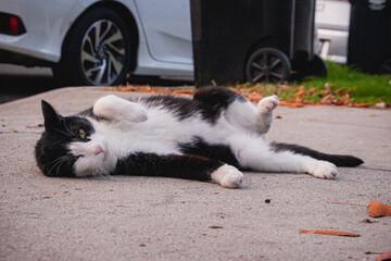 cat on the floor