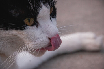 close up of a cat
