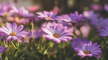 Obraz premium Pretty purple daisies in a garden setting, soft light