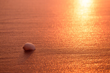Shell on the beach with sunet time