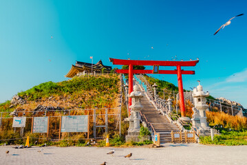The view of Kabushima Shrine with Black-tailed gull in Aomori, Japan
