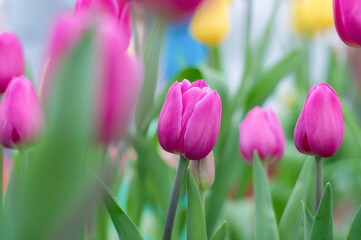 Fototapeta premium Close up pink tulips in the garden