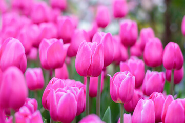 Fototapeta premium Pink tulips in the garden