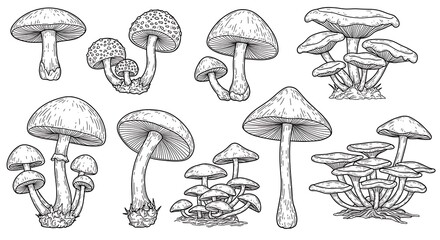 Fungal Flora: A Line-Drawn Collection