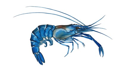 Vivid Blue Shrimp: Detailed Botanical Illustration
