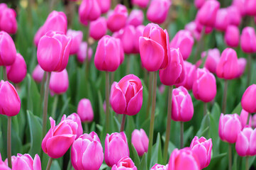 Pink tulips in the garden