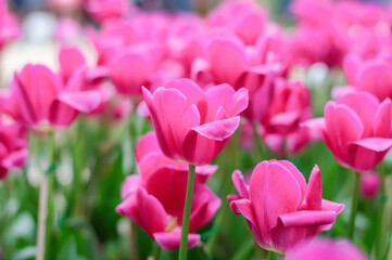 Pink tulips in the garden
