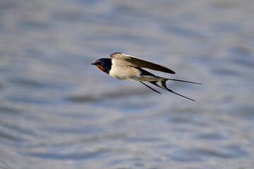 Rauchschwalbe //  Barn Swallow (Hirundo rustica)