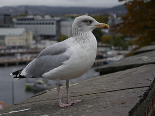 Seagull perched on wooden dock with background of Bergen harbor near historic fortress, Norway.	