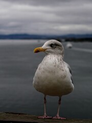 Fototapeta premium Seagull perched on wooden dock with background of Bergen harbor near historic fortress, Norway. 