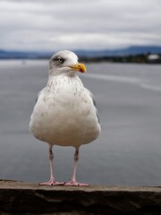 Seagull perched on wooden dock with background of Bergen harbor near historic fortress, Norway.	
