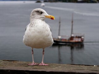 Seagull perched on wooden dock with sailing ship in background, captured at Bergen harbor near historic fortress, Norway.