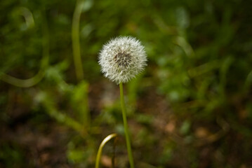 Wild plants and flowers around Europe (Germany)