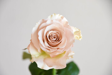 コーラルピンクのばら