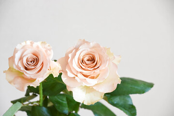 コーラルピンクのばら