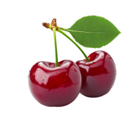 Close up of two ripe cherries with stem and green leaf against a transparent background
