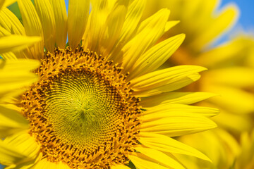 Obraz premium 満開のひまわりのクローズアップ