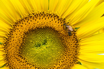 満開のひまわりのクローズアップ