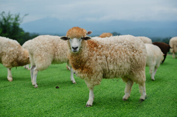 A fluffy sheep stands on green grass, surrounded by a herd, with mountains in the background under a cloudy sky.