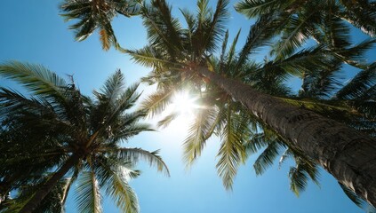 Palm trees reaching towards a bright sunny sky