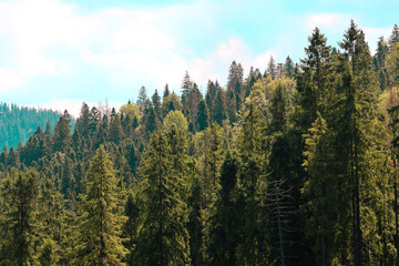 On the mountainside, a dense forest of coniferous and deciduous trees rises, creating a captivating natural landscape.