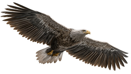 Obraz premium Soaring eagle side view with spread wings and detailed plumage, dynamic and powerful, real look, full view, on white background, 4k, unique, no blur, clear view