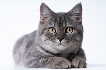 Obraz premium #cat #graycat, cat, animal, eyes, portrait, gray, kitty, animals