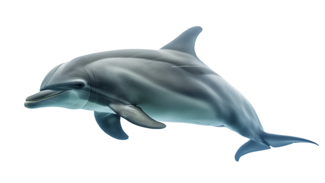 Underwater side view of dolphin in full profile with smooth curves and soft lighting, crystal-clear water texture, real look, full view, on white background, 4k, unique, no blur, clear view