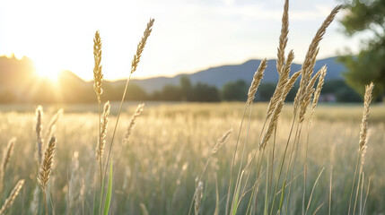 Fototapeta premium Golden hour sunlight illuminates tall grass in serene landscape, creating peaceful atmosphere
