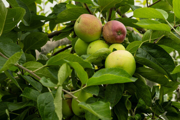 Ripe Apples on Tree Branch in Orchard Setting