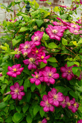 Fototapeta premium Vibrant Clematis Ernest Markham with Pink Blooms in Garden