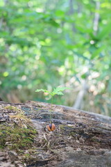 倒木の上に芽吹くどんぐりの若木と新しい生命の始まり

