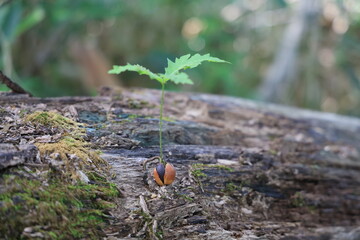 倒木の上に芽吹くどんぐりの若木と新しい生命の始まり

