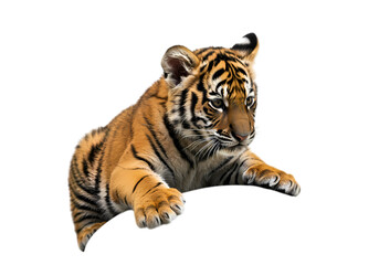 Obraz premium Majestic Bengal Tiger Cub: Powerful Wildlife Portrait on White Background