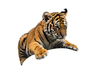 Majestic Bengal Tiger Cub: Powerful Wildlife Portrait on White Background