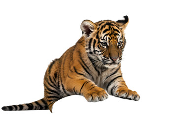 Obraz premium Bengal Tiger Cub, Studio Shot