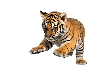 Obraz premium Bengal Tiger Cub: Playful Posture on White Background