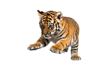 Bengal Tiger Cub: Playful Posture on White Background